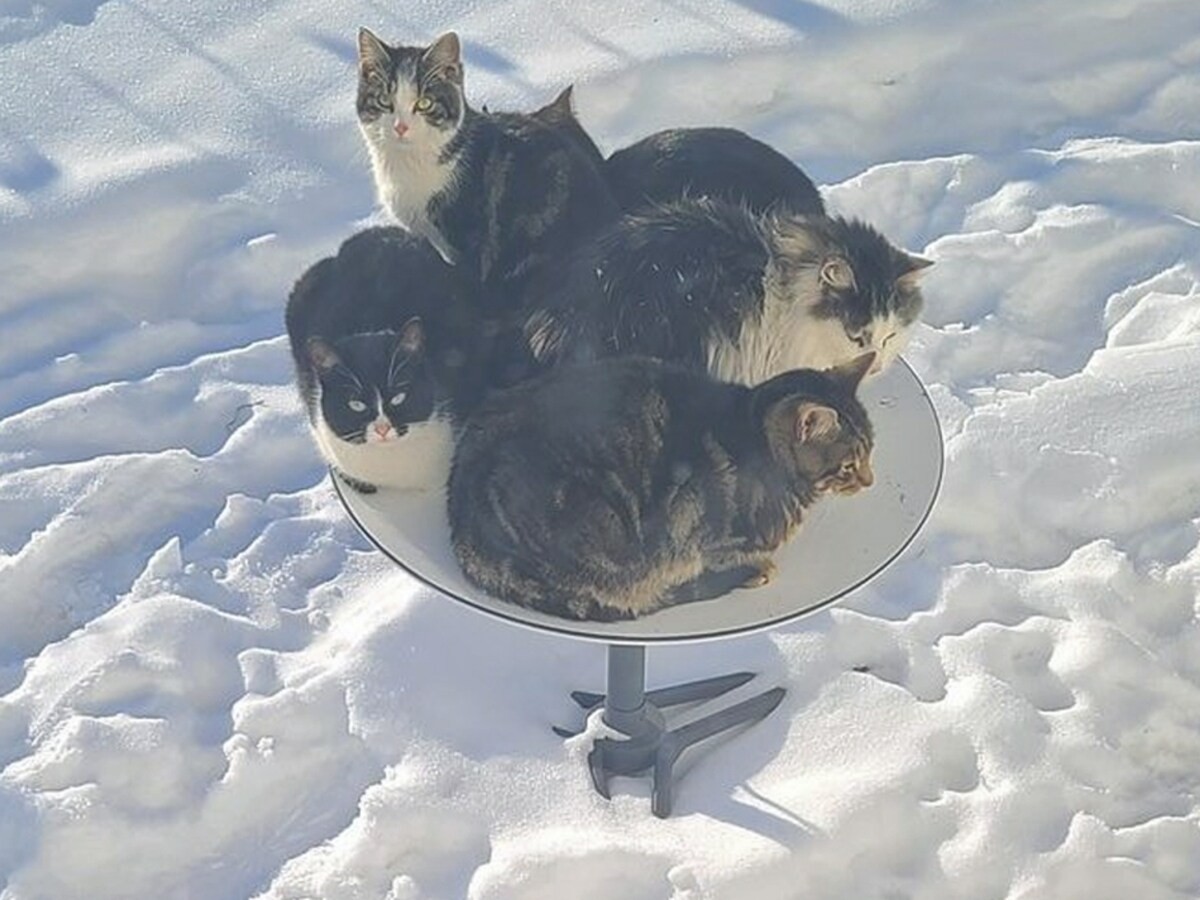 Wärme für die Katzen.jpg